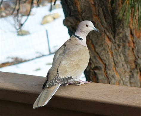 monitor eurasian collared dove nests  nestwatch feederwatch