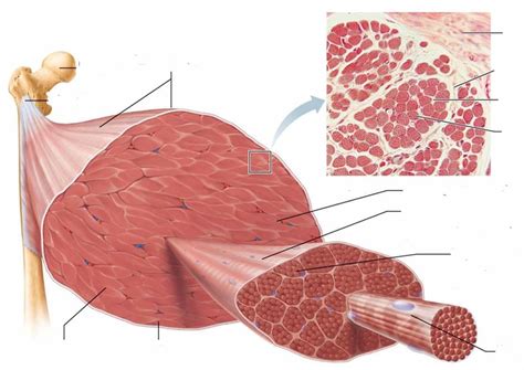 exam  muscle tissue wimages diagram quizlet