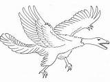 Archaeopteryx Pages Coloring Dinosaurus Coloringpagesonly sketch template