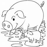 Pig Piglet Pigs Designlooter Hamm sketch template