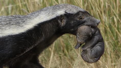 honey badgers dont care  theyre ferocious howstuffworks