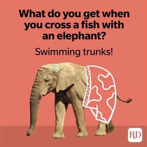 Elephant Jokes That Will Make You Laugh Your Trunks Off Reader S Digest