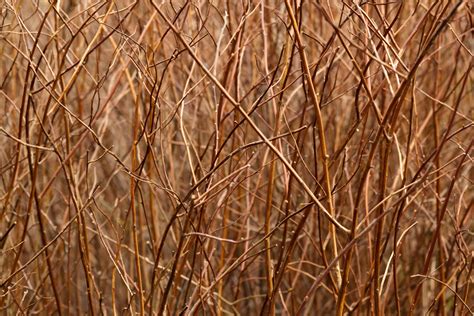 brown branches pattern  stock photo public domain pictures