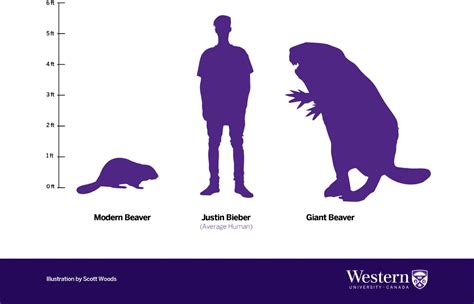 Why Giant Human Sized Beavers Died Out 10 000 Years Ago Pbs Newshour