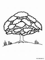 Tree Oak Coloring Pages Color Trees Recommended sketch template