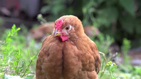 red speckled chickens farm yard clean stock footage video  royalty   shutterstock