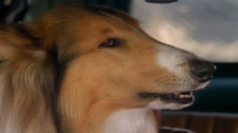 Watch The New Lassie Episode Still Life