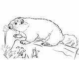 Murmeltier Ausmalbilder Marmotta Marmot Hoary sketch template