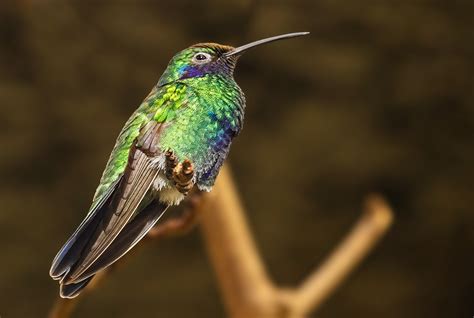 kolibri  foto bild licht schatten fruehling bilder auf fotocommunity