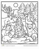 Ausmalbilder Tiere Wald Weihnachten Mandala Waldtiere Erwachsene Geschichten Ums Geburtstag Fuchs sketch template