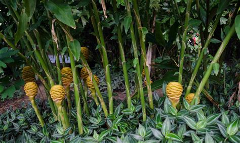 grow  care  flowering ginger