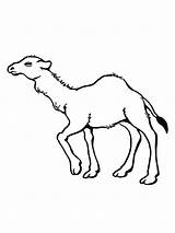 Kamelen sketch template