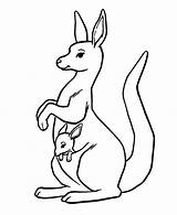 Coloring Kangaroos Kids Pages Color Printable Children Animals sketch template
