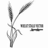 Wheat Stalk Vector Clipart Clip Tattoo Graphic Border Drawing Circle Vectors Vintage Svg Cliparts Soybean Barley Line Antiquities Vectorizing Library sketch template