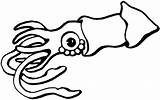 Squid Calamar Stingray Tintenfisch Colorear Sting Ausmalbild Educación Menta Getdrawings sketch template