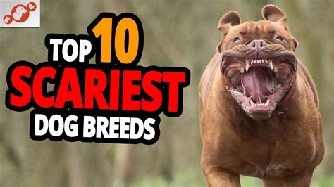 scary dogs top  scariest dog breeds   world scary dogs