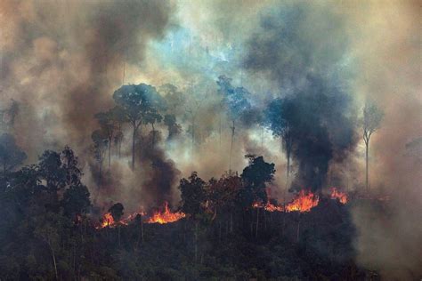 calls  preserve australias rainforests  fires rage   amazon sbs news