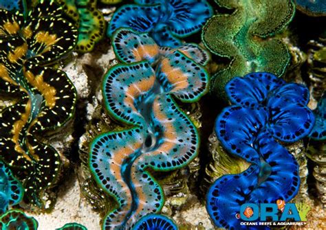 Ora Maxima Derasa And Ultra Maxima Clams Reef Tools