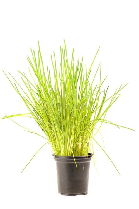chive stock image image  herb leaves green chives