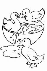 Duck Coloring Pages Print Color sketch template