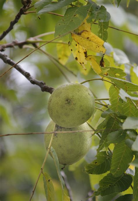 walnut trees to be harvested as three rivers looks to timber as source