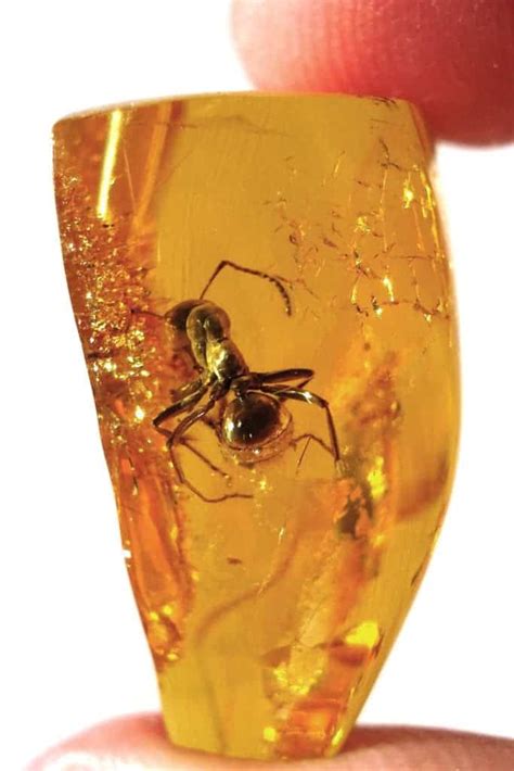 amber forms natures time capsule