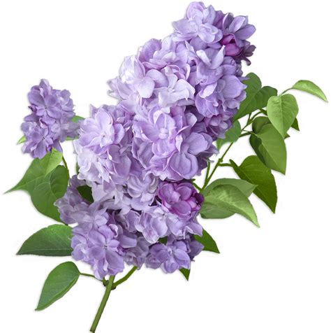lilac cut flowers violet hydrangea lilac png    transparent lilac png