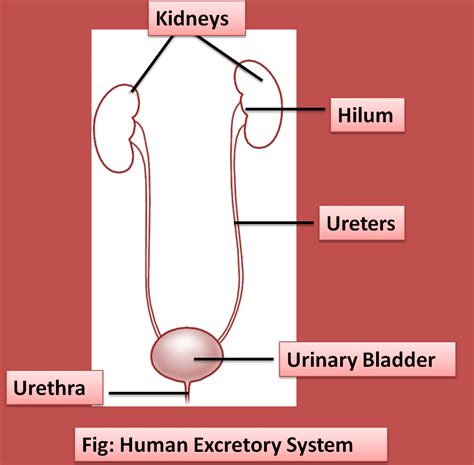 draw  neat   labelled diagram   human excretory system