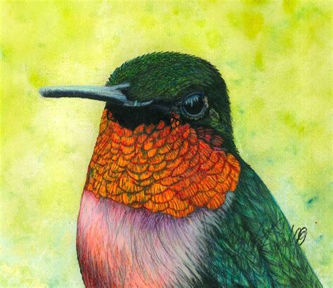 Ruby Throated Hummingbird Drawing By Jennifer Brewer Fine Art America