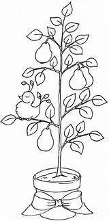 Pear Tree Partridge Embroidery Trees Christmas Printable Coloring Beccy Pages Applique Colouring Drawing Place Patterns She Designs Cute Has House sketch template