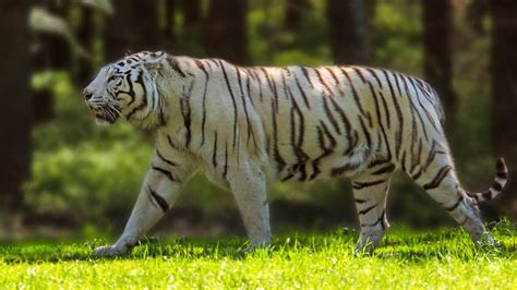 weisser tiger foto bild landschaft lebensraeume sommer bilder auf