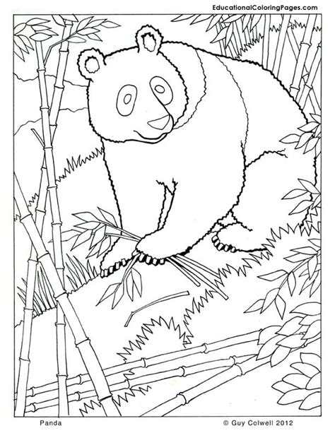 panda coloring animal coloring pages  kids