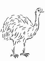 Emu Coloring Bird Flightless Template Australian Pages Animal Clipart Drawing Printable Templates Color Vogel Ausmalbild Supercoloring Drawings Birds Tiere Ausmalbilder sketch template