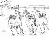Coloring Pages Getdrawings Herd Horse Horses sketch template
