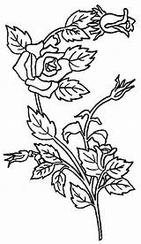 Plant Coloring Rose Science Wecoloringpage Pages sketch template