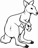 Kangaroo Coloring Pages Animals Marsupial sketch template