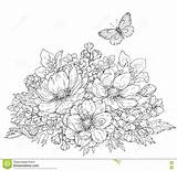 Sketch Butterfly Anemone Sketchup 2d Plants Line Template Coloring Bunch Dreamstime sketch template