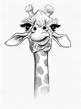 Zeichnen Giraffen Giraffes Realistas Jirafa Sketching Fun Tallest Abstracto Lienzo Nonetheless Straight Necks Artisticos sketch template