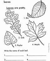 Coloring Leaf Leaves Pages Printable Print Tree Arbor Kids Color Sheets Fall Trees Sheet Colouring Types Printables Large Identification Worksheets sketch template