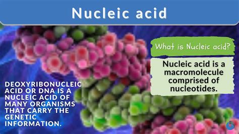 nucleic acid definition  examples biology  dictionary