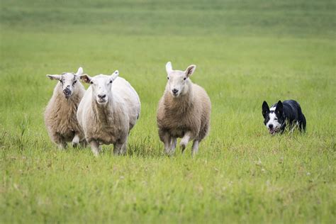 sheep herding sport grows takes hold  mora news presspubscom