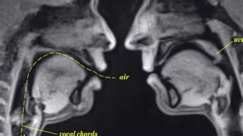 This Is What Sex Looks Like Inside An Mri Machine Iflscience