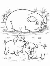 Piglets Coloring Pages Pigs Print Color Kids sketch template