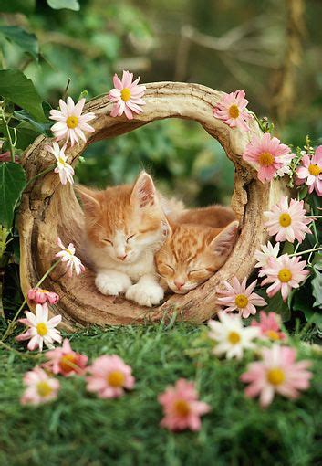 kitty asleep in her basket set where the pink daisies grow coffee and kitties 2