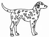 Coloring Dalmation Dalmatian Dog Pages Getcolorings Designlooter sketch template