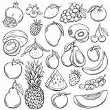 Frutti Vettore Schizzo Disegnato Ananas Fragola Bacca Melone Mango Illustrazione Frutta sketch template