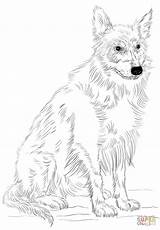 Collie Colie sketch template