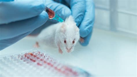 animal tests  makeup resume   year ban  ghana report