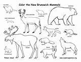 Brunswick Coloring Mammals sketch template