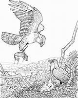 Adler Ausmalbilder Aguila Catching Arend Babies Eagles Fisch Pez Supercoloring Erwachsene Pichones Malvorlagen sketch template